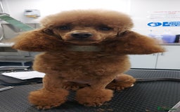 Miniature Poodle dogs for stud: K.C. Reg Miniture Poodle  - Image 9