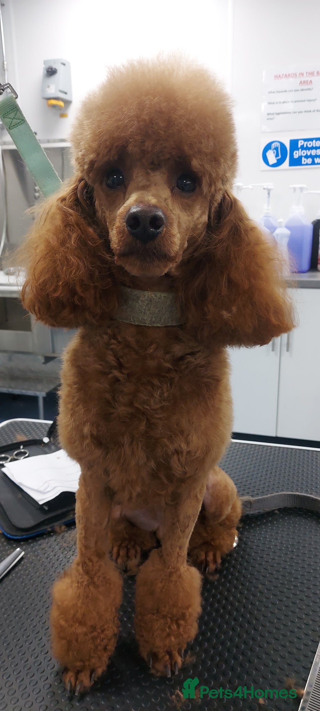 Miniature Poodle dogs for stud: K.C. Reg Miniture Poodle  - Image 9