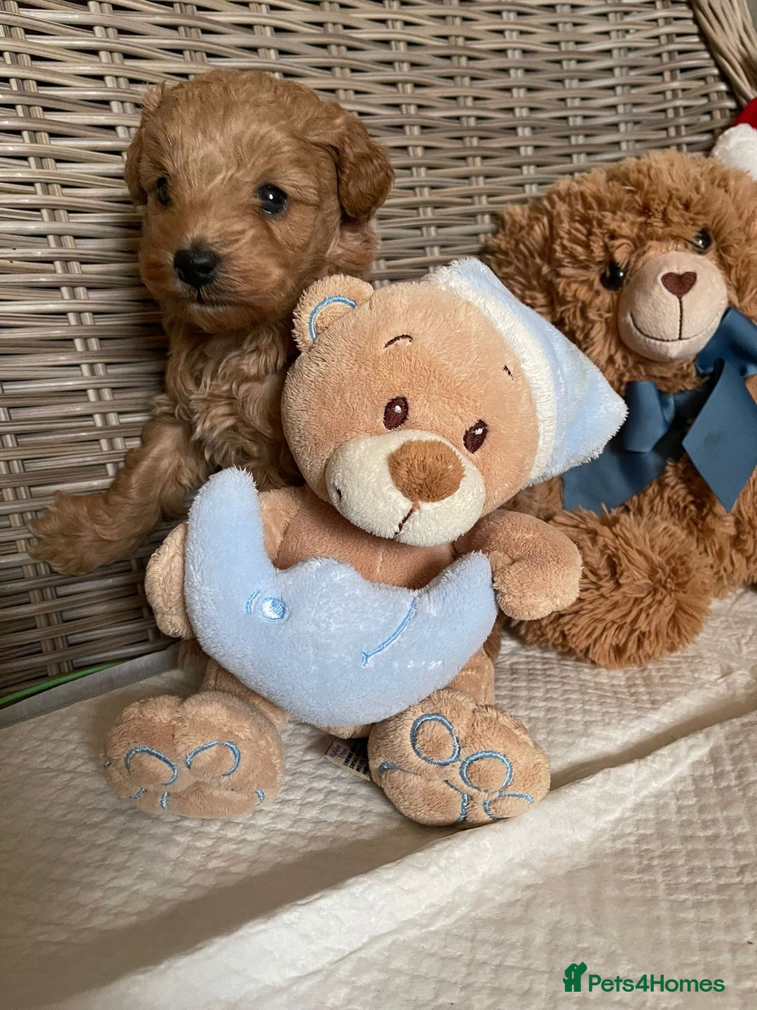 Cavapoo dogs for sale: Apricot Cavapoo Puppy - Advert 3