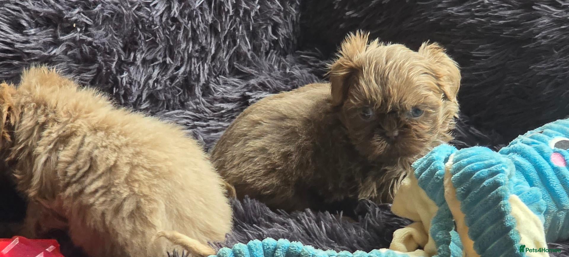 Shih Tzu dogs Amazing imperial shih tzu puppies  - Advert 2