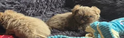 Shih Tzu dogs for sale: Amazing imperial shih tzu puppies ready now - Advert 16
