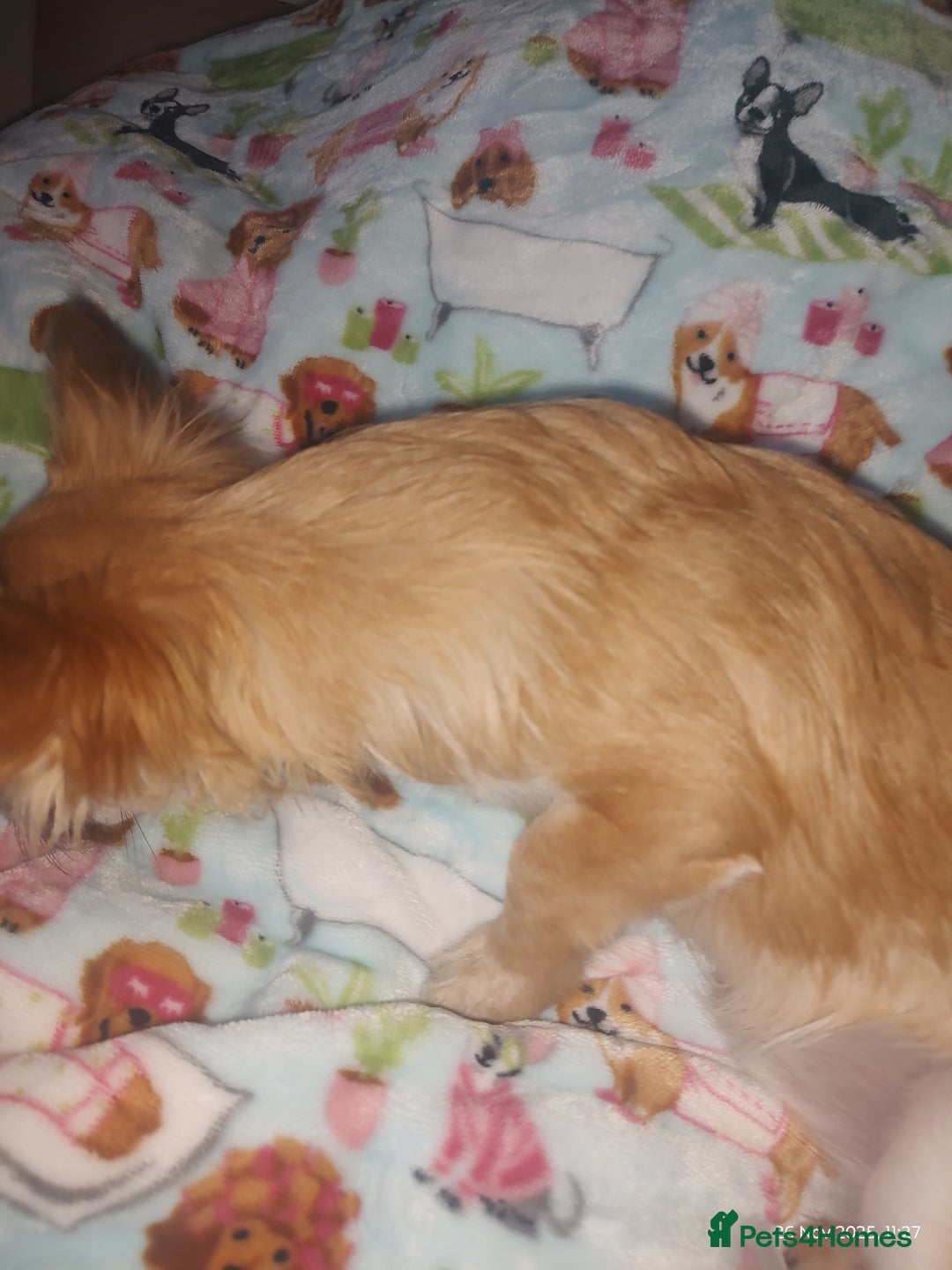 Chihuahua dogs for sale: Adorable Loving hand reared ready now Chihuahuas - Advert 24