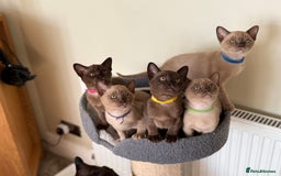 Burmese cats for sale: Stunning Beautiful Burnese  - Advert 7
