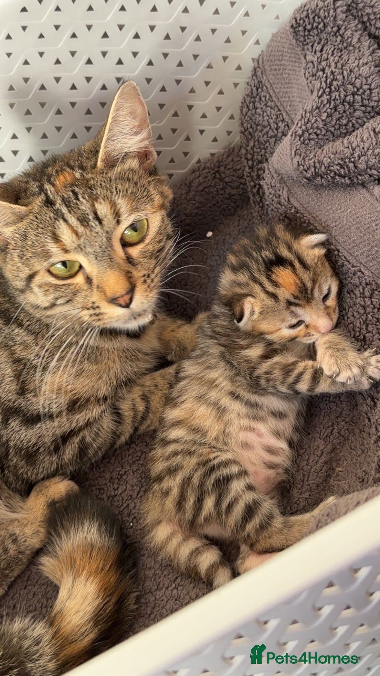 Mixed Breed cats kittens  - Advert 8