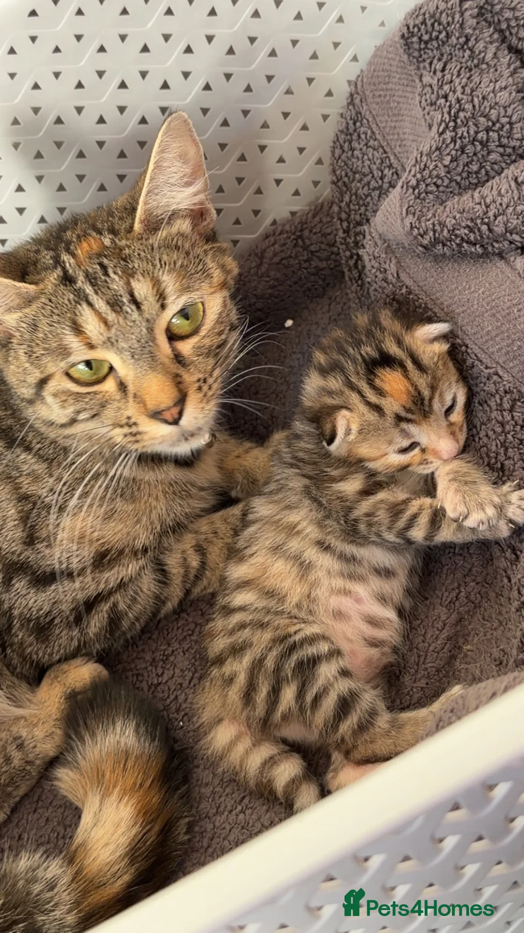 Mixed Breed cats for sale: kittens  in High Wycombe - Advert 1