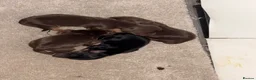 Miniature Dachshund dogs for sale: Miniature long haired dachshund  - Advert 8