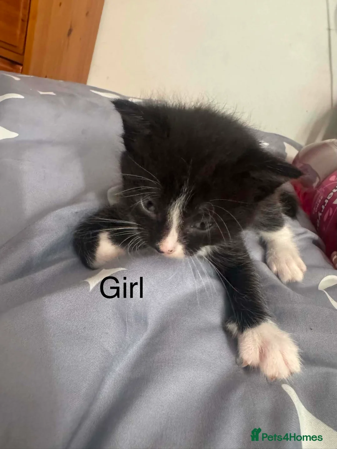 Mixed Breed cats for sale: Kittens - Advert 2