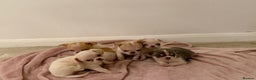 Chihuahua dogs for sale: Kc chihuahua puppies Russian and Ukraine lines - Advert 2