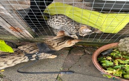 Savannah cats for sale: Savannah F4 girl kittens - Image 14