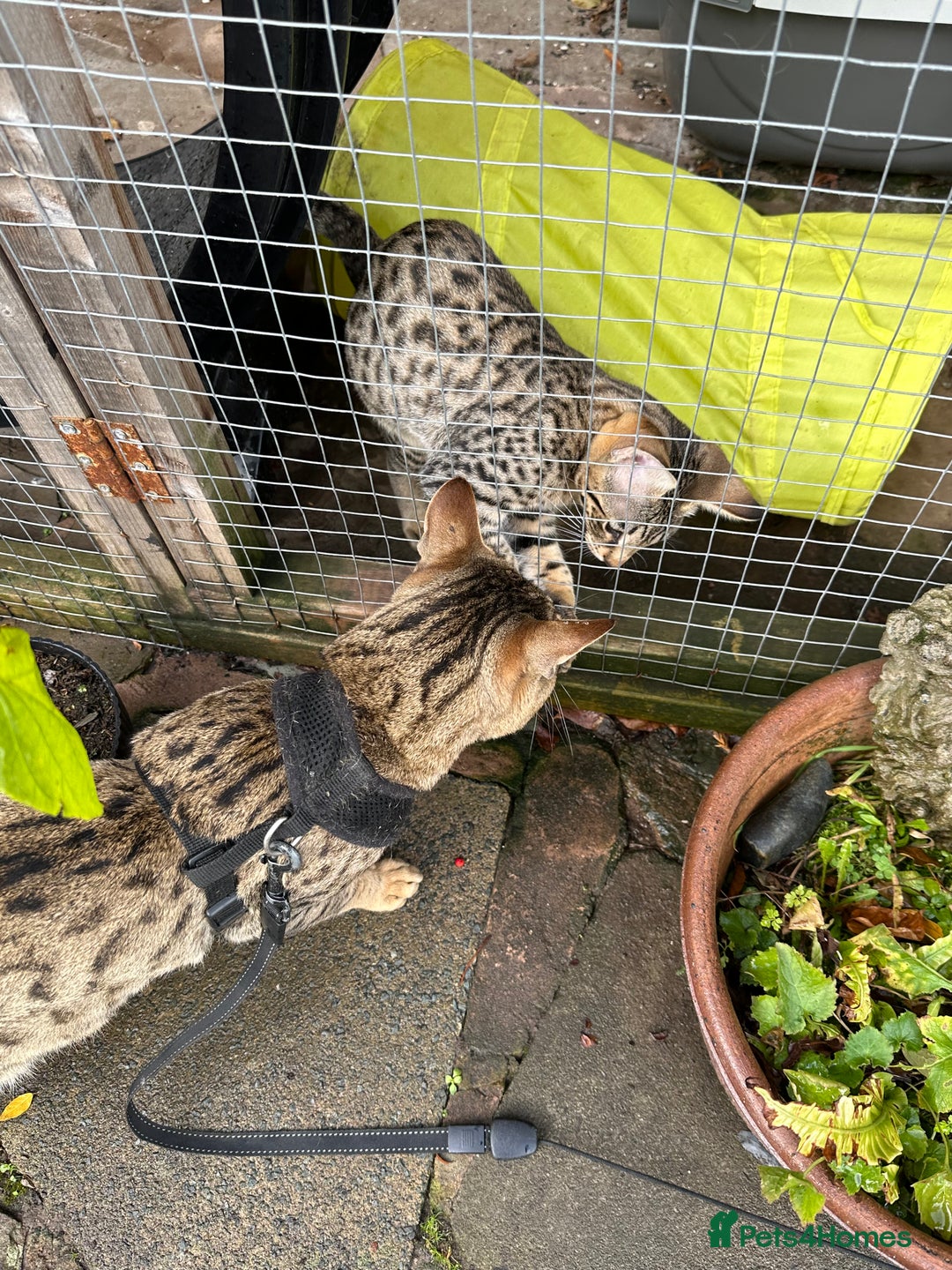 Savannah cats for sale: Savannah F4 girl kittens - Image 14
