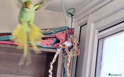 Ringnecks birds for sale: Beautiful 2-Year-Old Ringneck Parrot 🦜 - Image 2