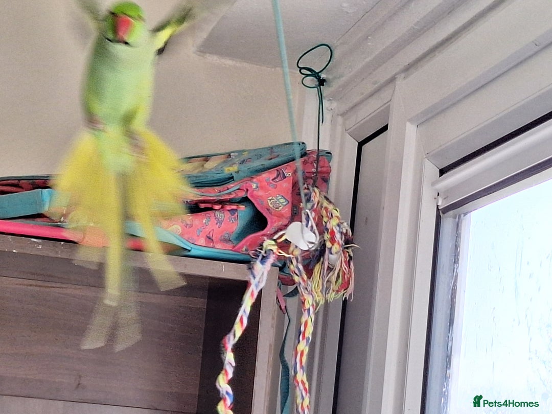 Ringnecks birds for sale: Beautiful 2-Year-Old Ringneck Parrot 🦜 - Image 2