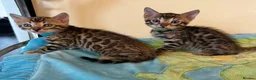 Bengal cats for sale: Classic Bengal Beauty & Loving Temperament in Glasgow - Advert 3