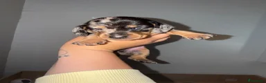 Dachshund 1