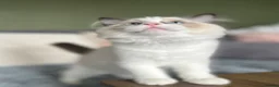 Ragdoll cats for sale: Cute chunky purring ragdoll girls - Advert 23