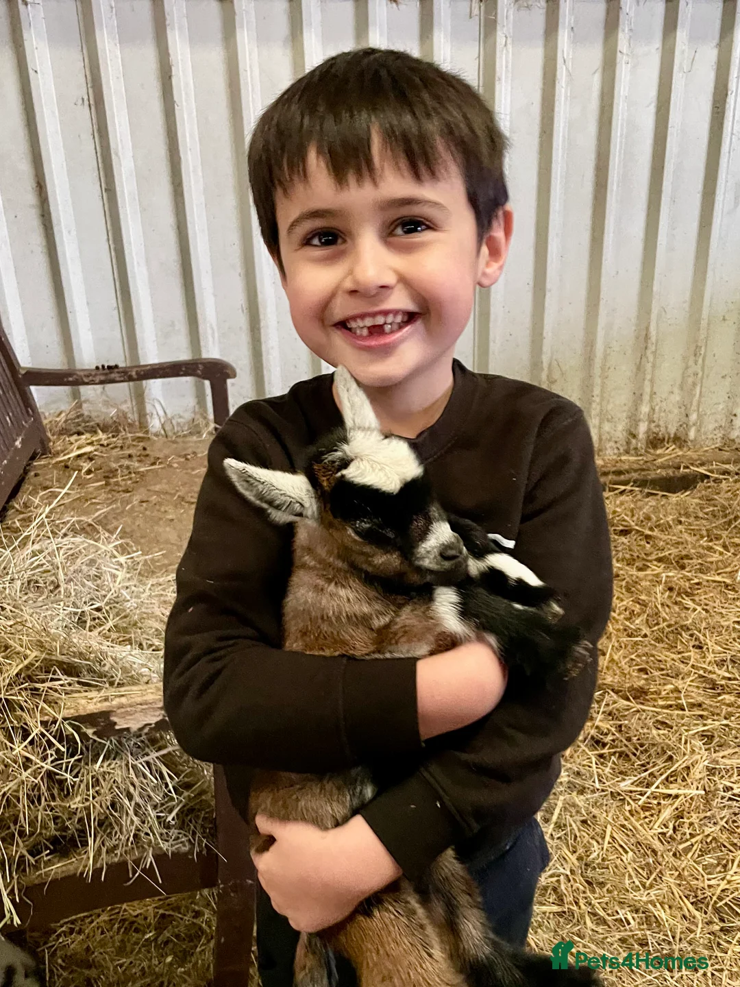 Goats livestock for sale: Disbudded Pygmy Goat Kids - Advert 1