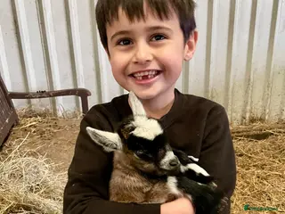 Goats livestock Disbudded Pygmy Goat Kids - Advert 13