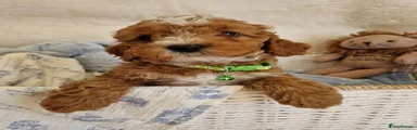 Cavapoo 1
