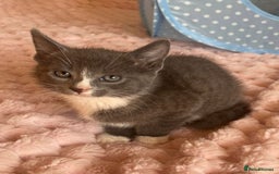 Ragdoll cats for sale: Ragdoll Cross Maine Coon Kitten - Image 1