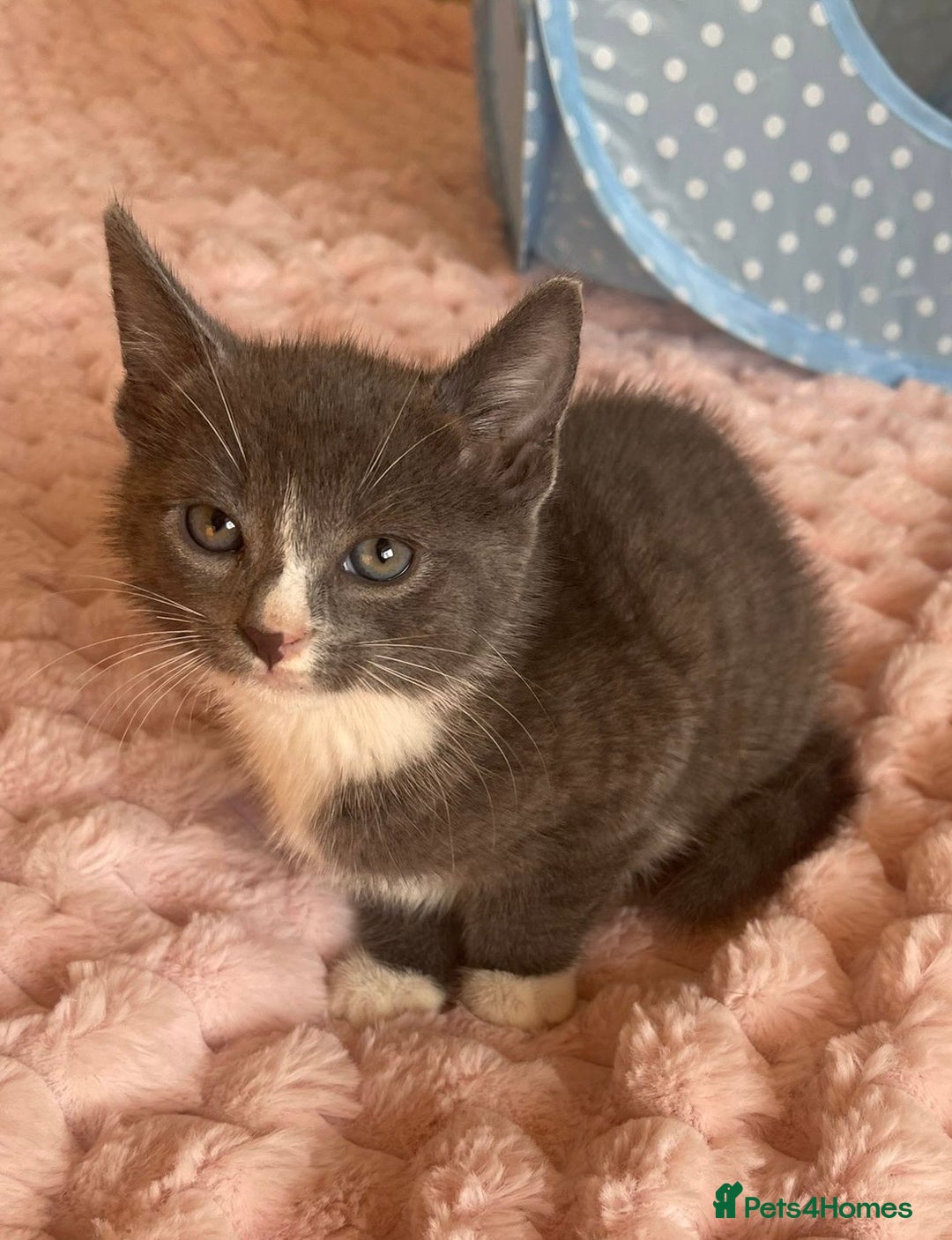 Ragdoll cats for sale: Ragdoll Cross Maine Coon Kitten - Image 1
