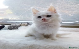 Maine Coon cats for sale: Maine Coon Kittens Polydactyl. Tortie. White - Image 6