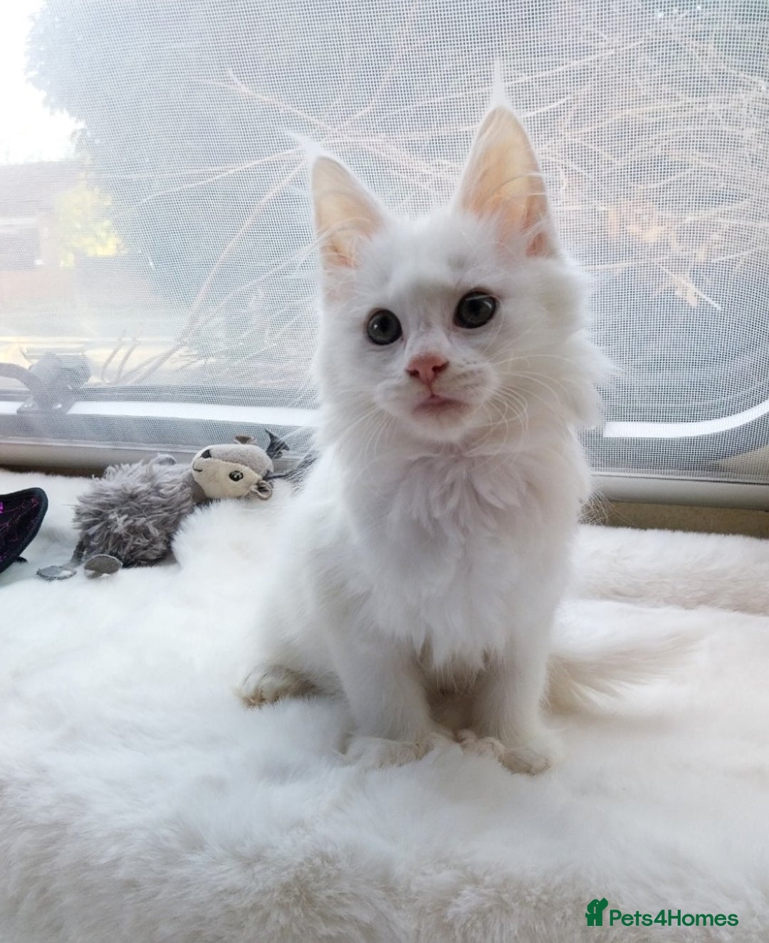 Maine Coon cats for sale: Maine Coon Kittens Polydactyl. Tortie. White - Image 6