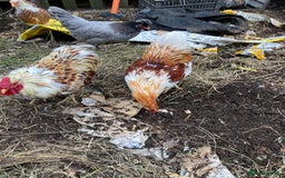 Chickens poultry for sale: Buff laced wyandotte cockerels - choice of 5 - Image 3