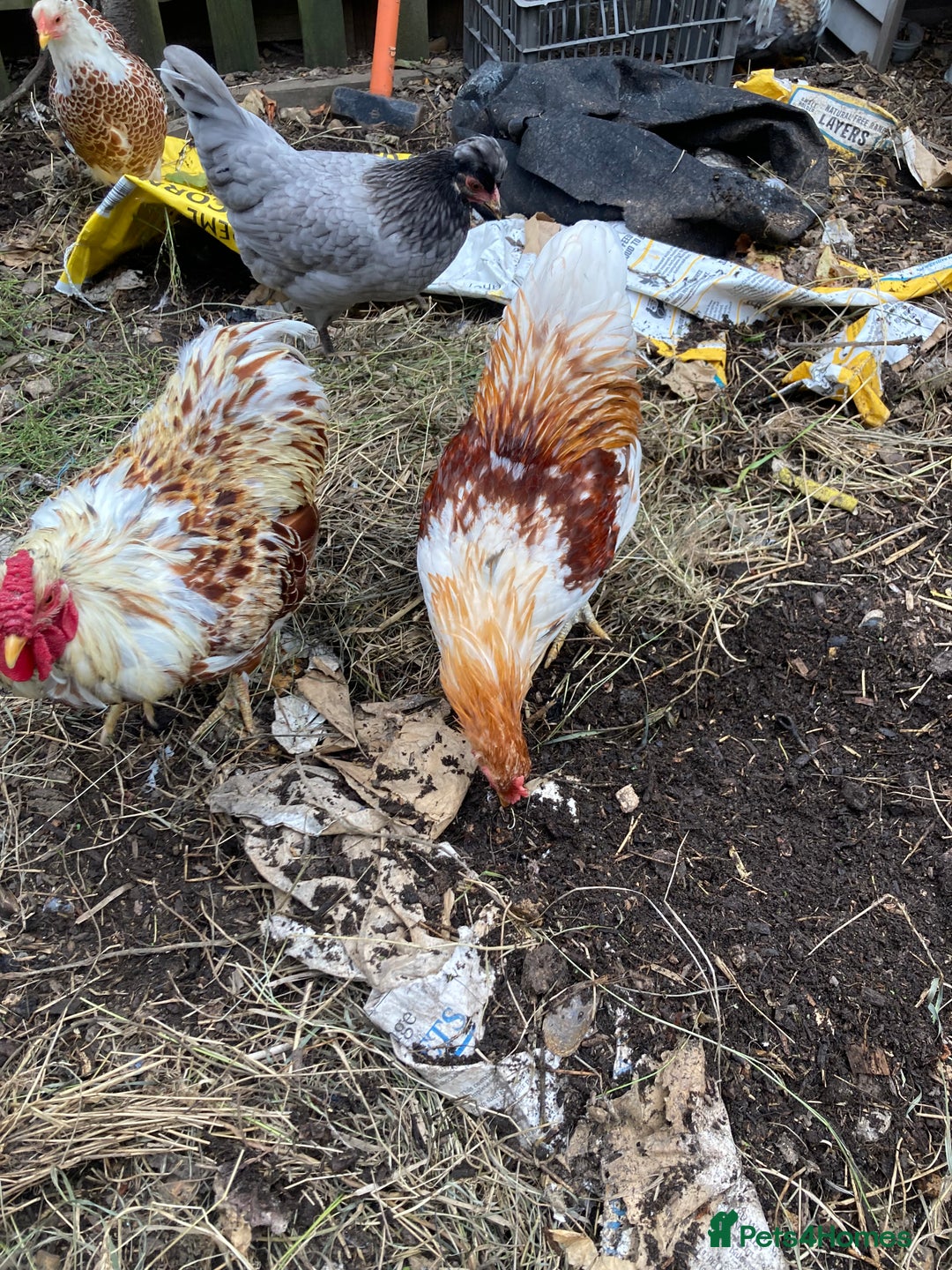Chickens poultry for sale: Buff laced wyandotte cockerels - choice of 5 - Image 3