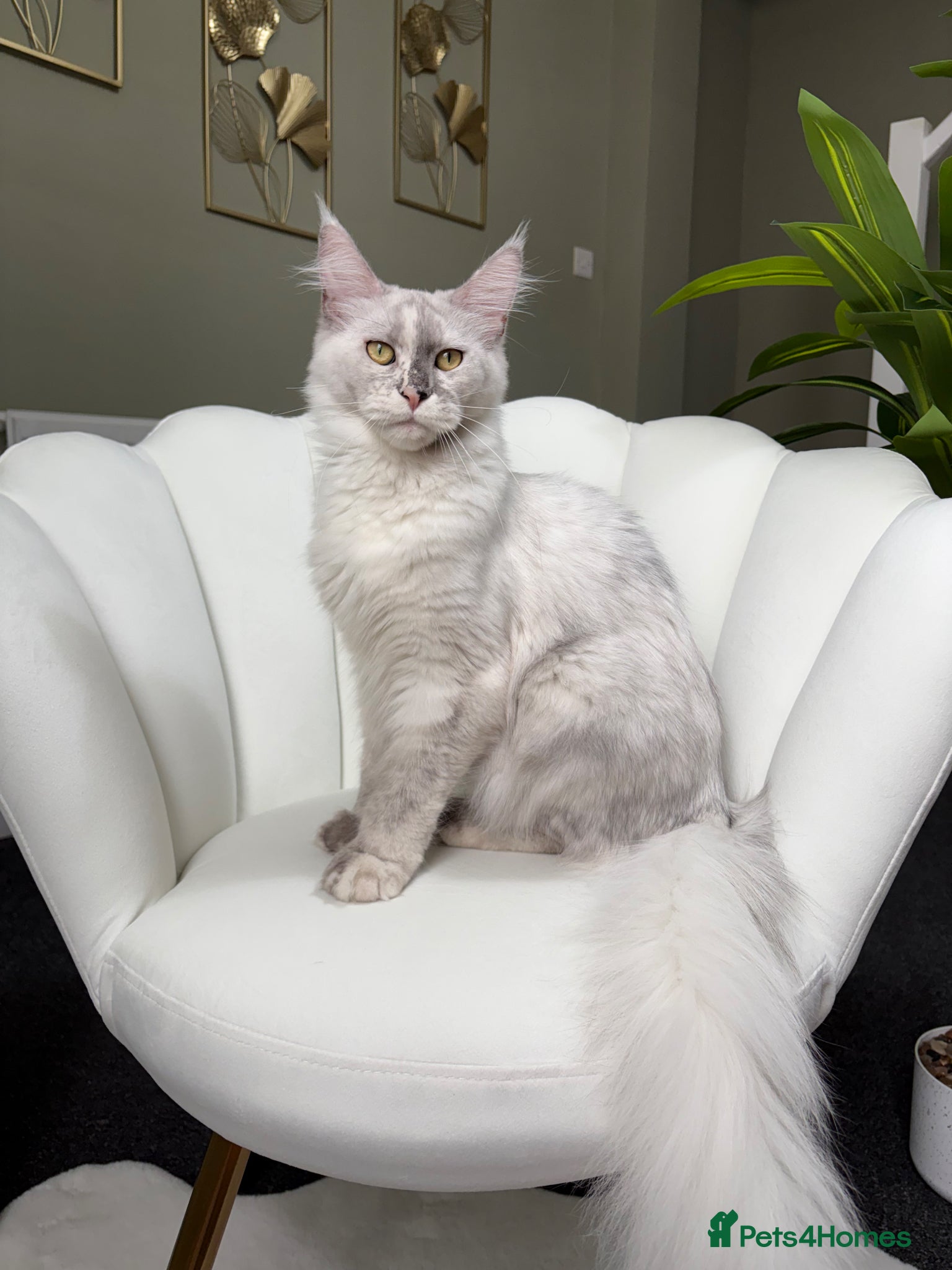 Maine Coon cats Stunning Ginger Maine Coon Kittens 🔥 - Advert 1