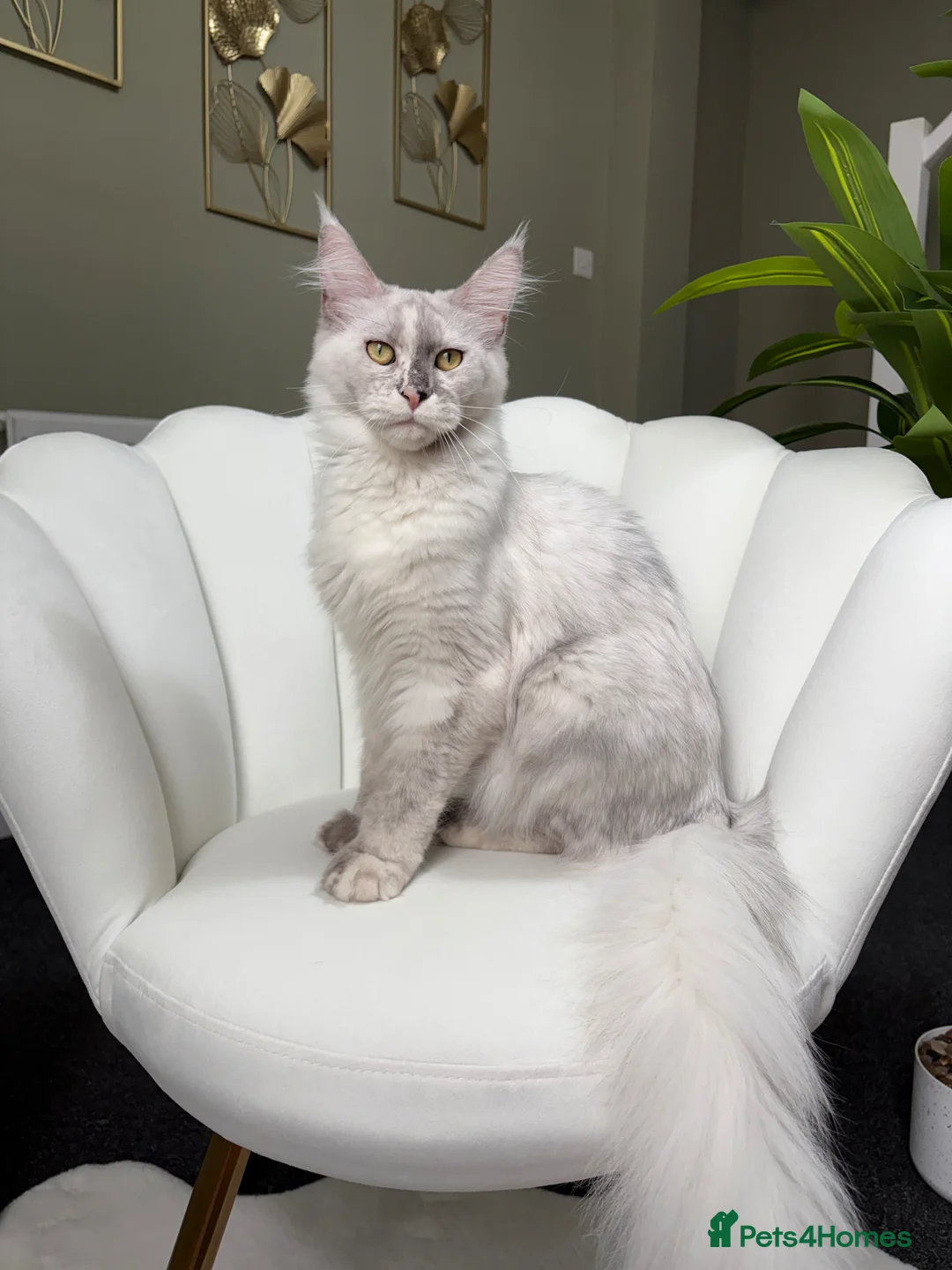 Maine Coon cats for sale: Stunning Ginger Maine Coon Kittens 🔥 - Advert 2