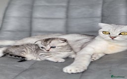 Scottish Fold cats for sale: Scottish mixed  - Image 16