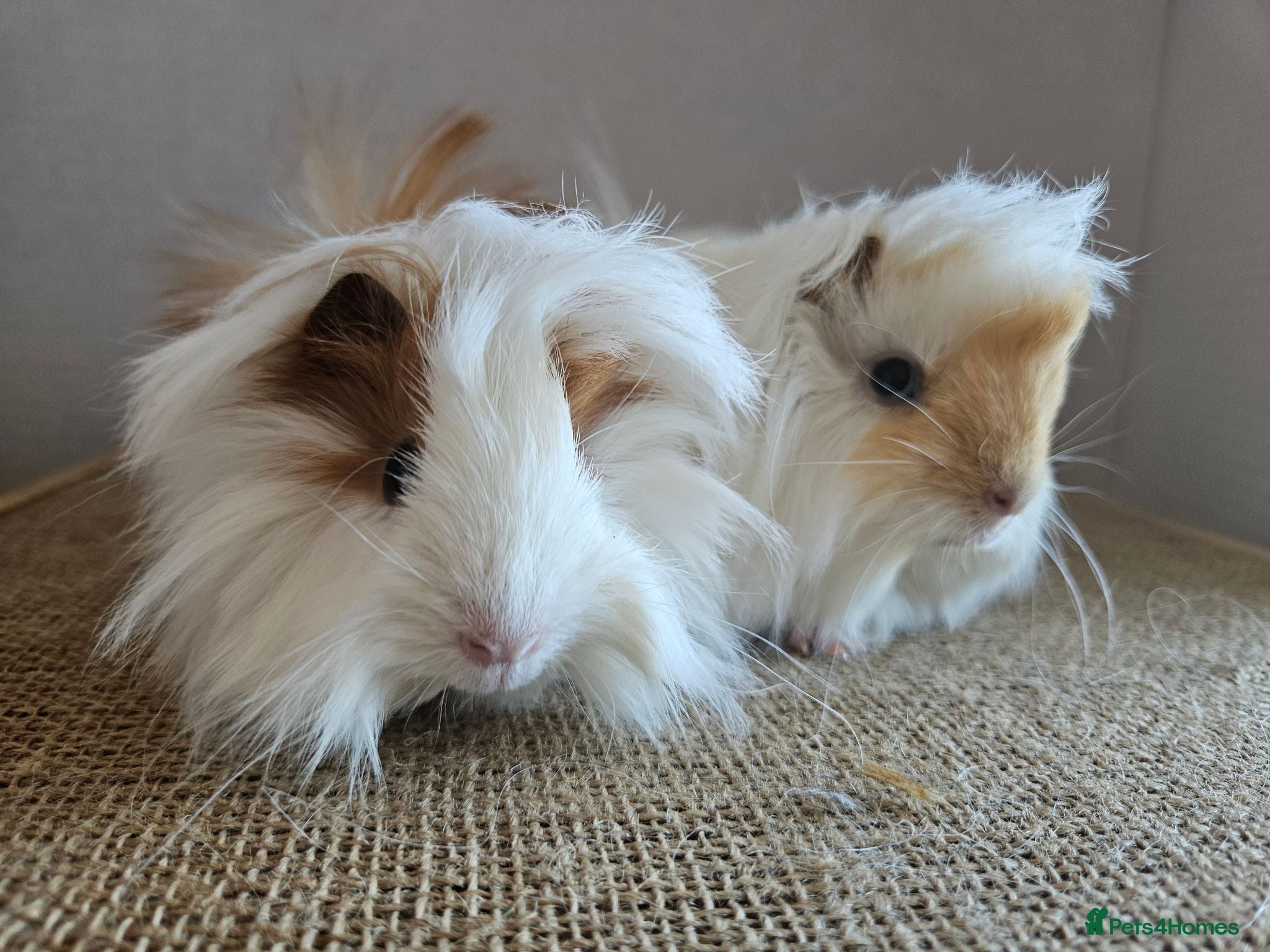 Guinea Pig rodents Various bonded pairs of boy guinea pigs - Advert 8