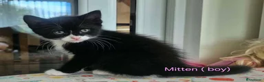 Mitten