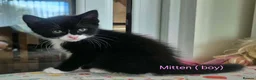 Mixed Breed cats for sale: GORGEOUS KITTENS LOOKING FOR THEIR FOREVER HOMES in Canterbury - Advert 3