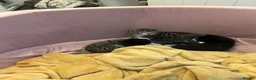 Mixed Breed cats for sale: Mixed Breed Kittens for sale - Advert 11