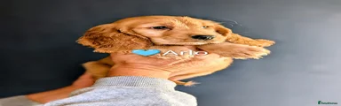 Arlo