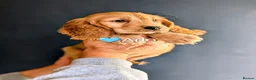 Cocker Spaniel dogs for sale: Cocker spaniels – Ready now 2 boys + 1 girl. - Advert 18