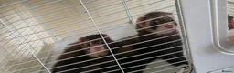 Ferret rodents for sale: 2 male ferrets for sale in Llantwit Major - Advert 2