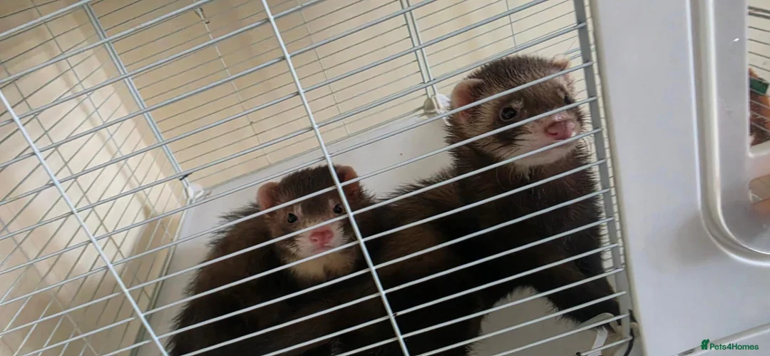 Ferret rodents for sale: 2 male ferrets for sale in Llantwit Major - Advert 2