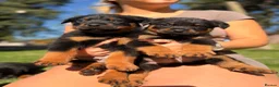 Rottweiler dogs for sale: Female left  - Advert 8