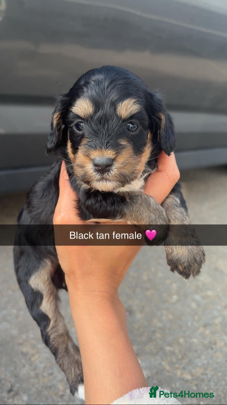 Cockapoo dogs 7 beautiful cockapoo puppies 🏡 - Advert 3