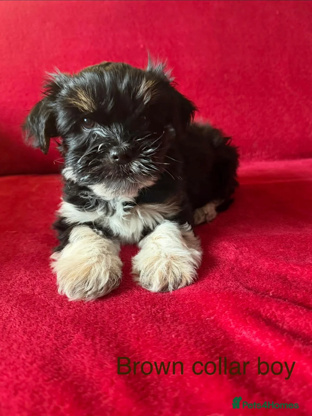 Yorkshire Terrier dogs for sale: Yorkshire/beiwer terrier puppies  - Advert 9