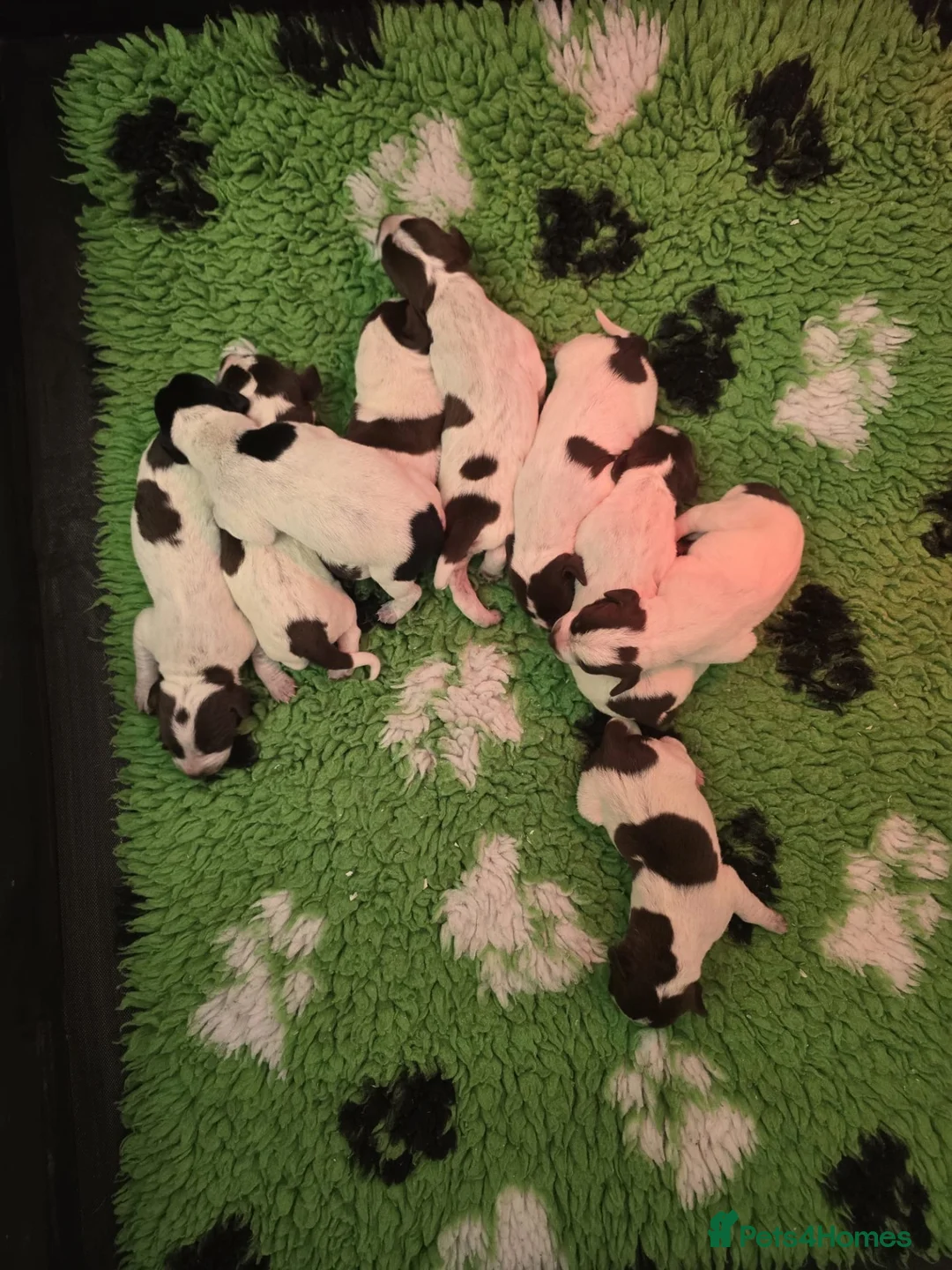 German Shorthaired Pointer dogs for sale: German Shorthaired pointer 5* licenced breeder - Advert 1
