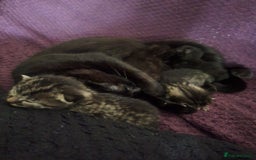Bengal cats for sale: Beautiful mixed behalf kittens boys and girls - Image 3