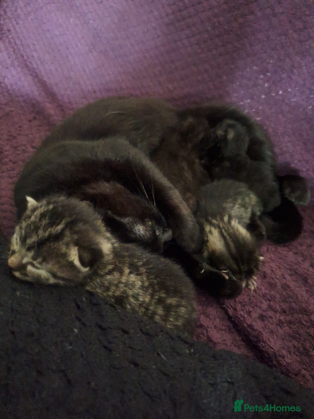 Bengal cats for sale: Beautiful mixed behalf kittens boys and girls - Image 3