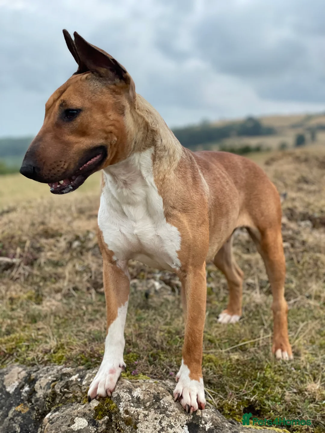 Bull Terrier dogs for sale: Bull terrier  - Advert 3