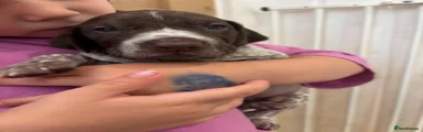 German Shorthaired Pointer 4