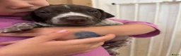 German Shorthaired Pointer dogs for sale: Lovely German shorthaired pointer pups Kc reg  - Advert 10