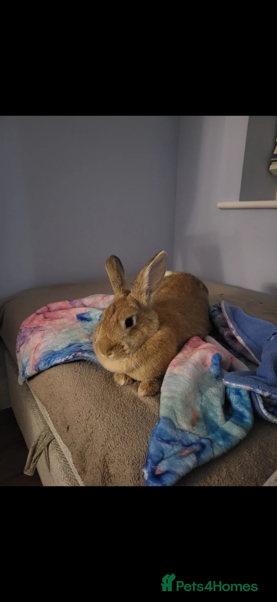 Mixed Breed rabbits for sale: Lola Rabbit - Advert 1