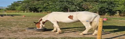 Trotter horses for sale: Big beautiful gelding  - Advert 1